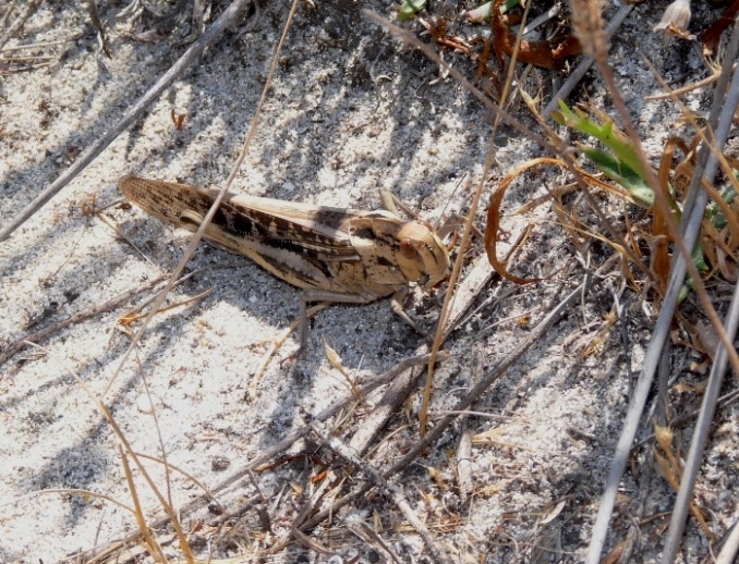 Locusta migratoria